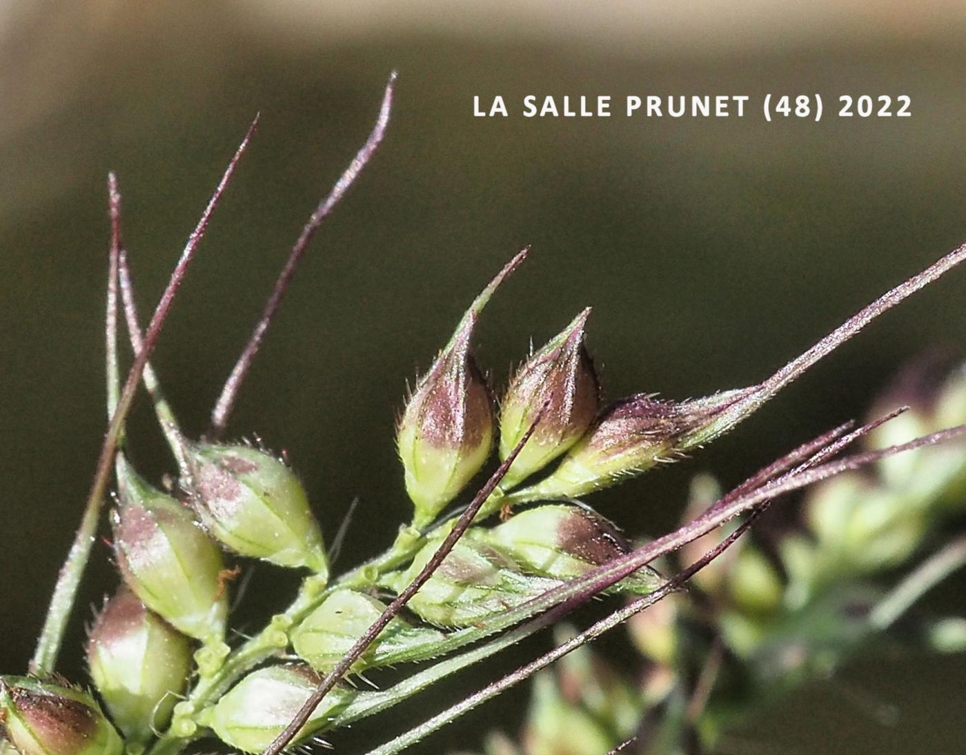 Cockspur grass fruit